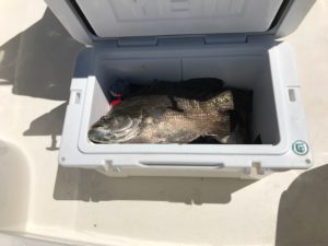 tripletail charters
